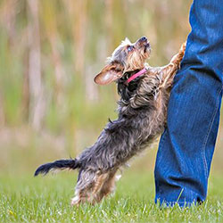 The Top 3 Canine Behavior Problems And How To Solve Them - Part 2